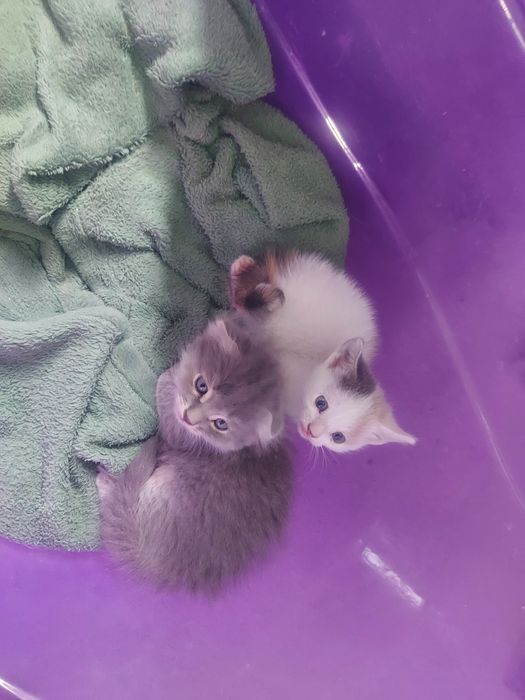 Котята одам в добрые руки