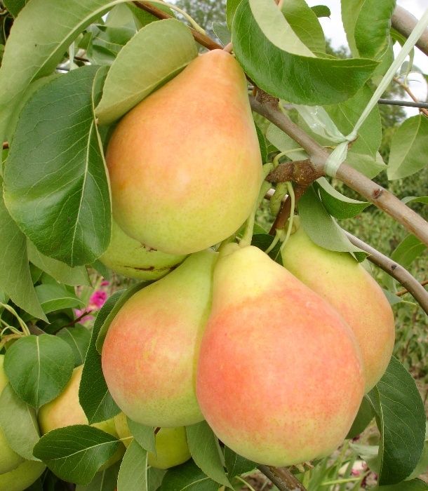 Puieti pomi fructiferi