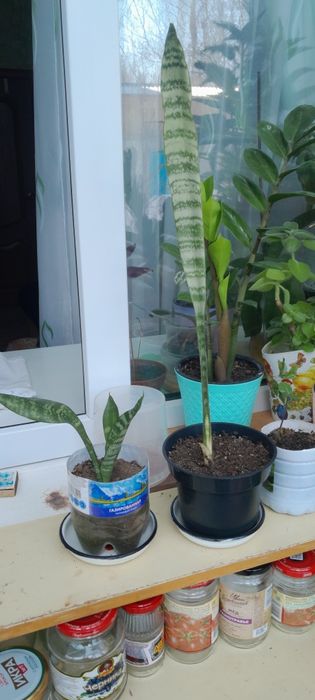 Продам комнатные цветы