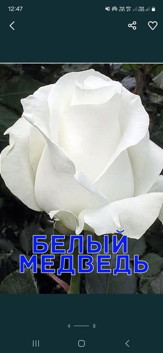 Розы Саженцы оптом