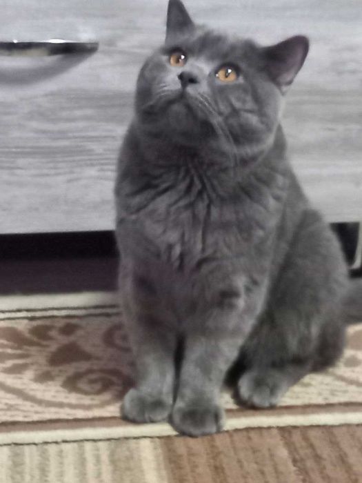 Скотиш-срайт кот