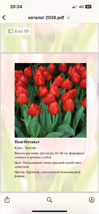 Тюльпаны свежие