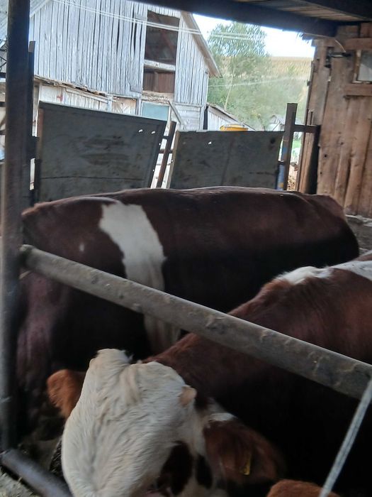 Vând, viței cu greutatea de aproximativ 320 kg