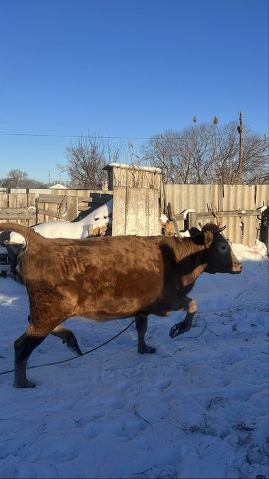 Продаем двух годовую корову