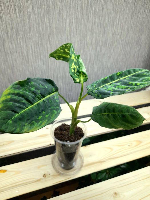 Продам Диффенбахия Рефлектор