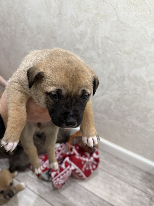 Милые щеночки в дом