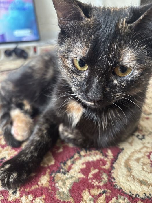 Ищу домик для кошечки