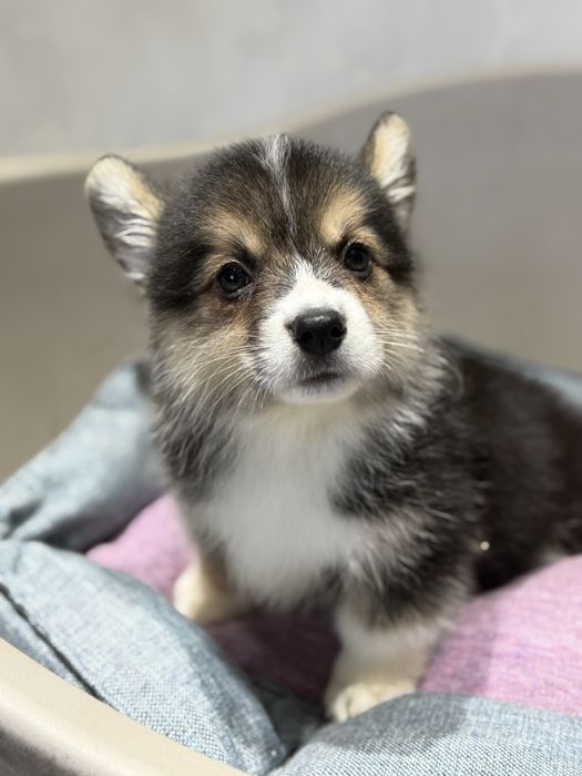 Вельш корги пемброк малыши