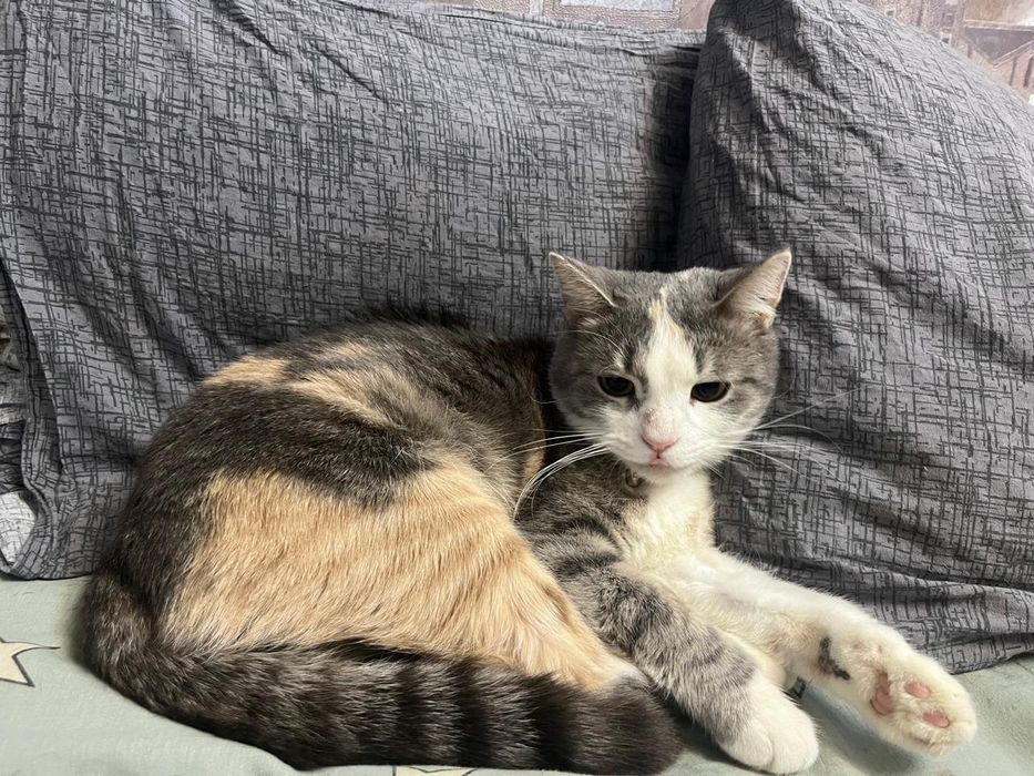 Отдам в дар кошечку.