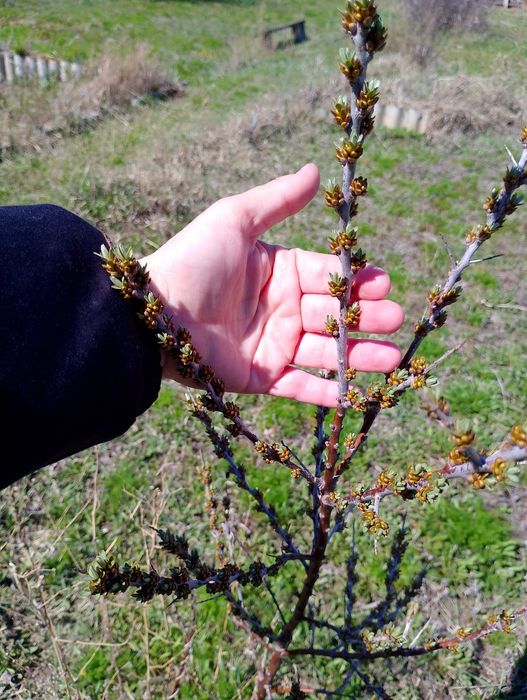 Облепиха кусты парные