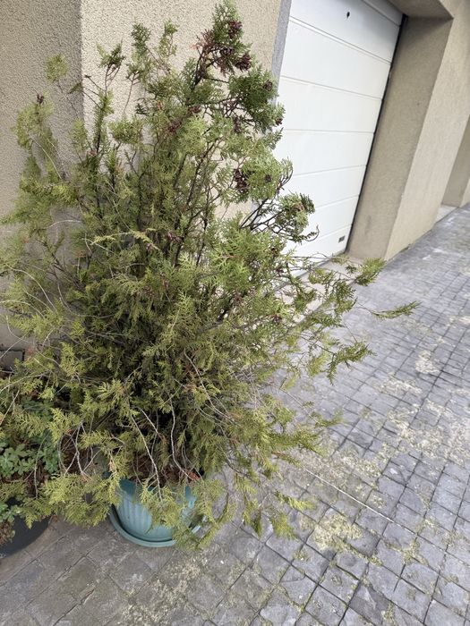 11 евро туя 150 см.