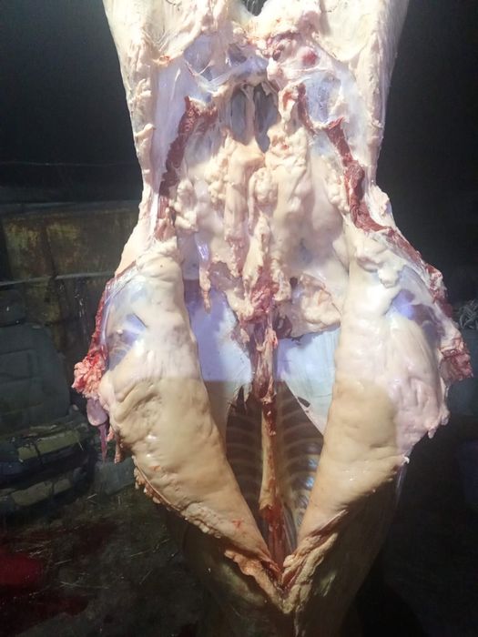 Жылқы еті сатылады(продается конина)