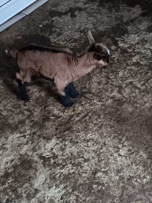 Vând o fetiță și un băiat, alpini francezi!