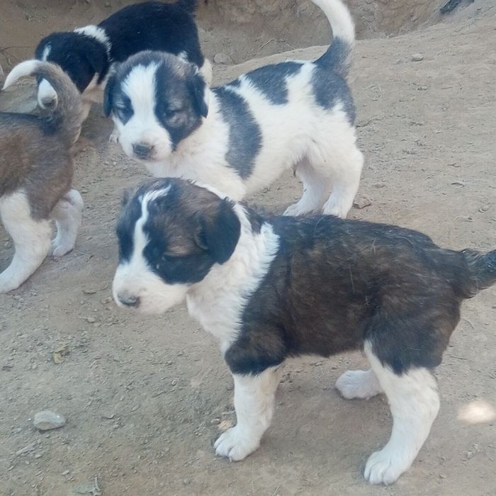 Алабай Кучукчук болар сотилади 25 кунлик Болди