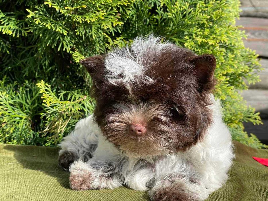 йоркшир териер с родословие