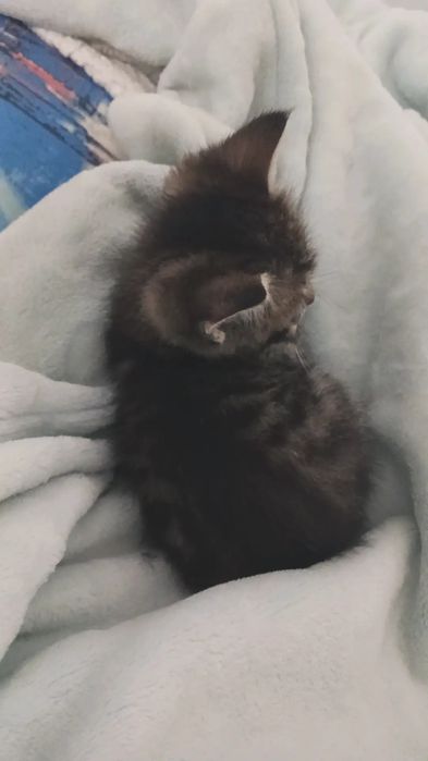 Отдам котят в добрые руки. Три котенка девочки