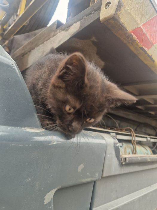 Отдам котёнка в добрые руки мальчик