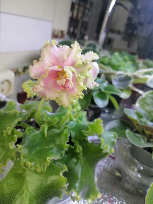 Продам сортовые цветущие фиалки