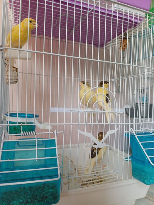 Срочно продаётся поющий Канарейки