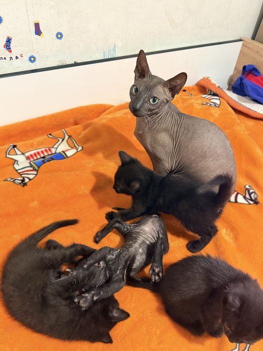 Отдам черненьких котят!
