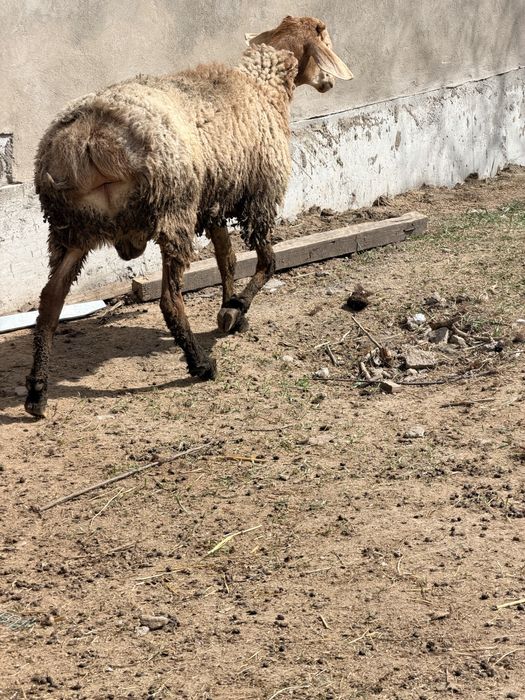 Арашан Қозы Қошқар