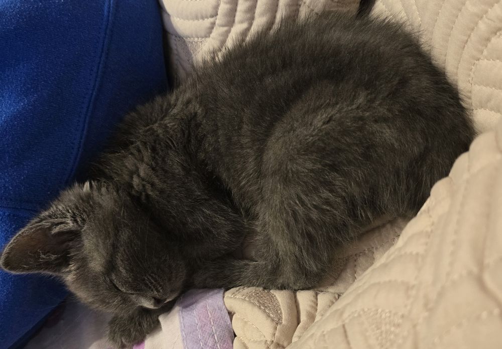 Отдам котёнка в хорошие руки