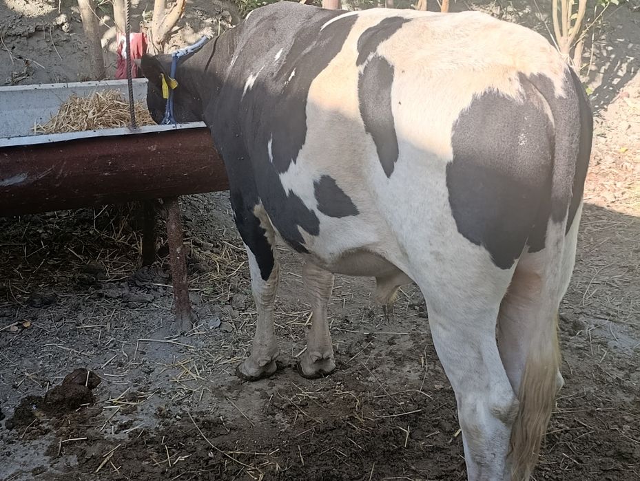 Smentalga gibrid buqa sotiladi