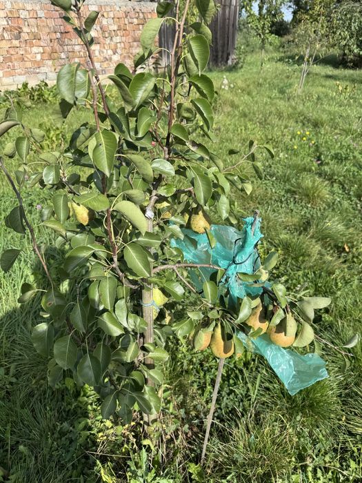 Casa de Vanzare  GORNESTI- Renovata 2025 semifinisata.