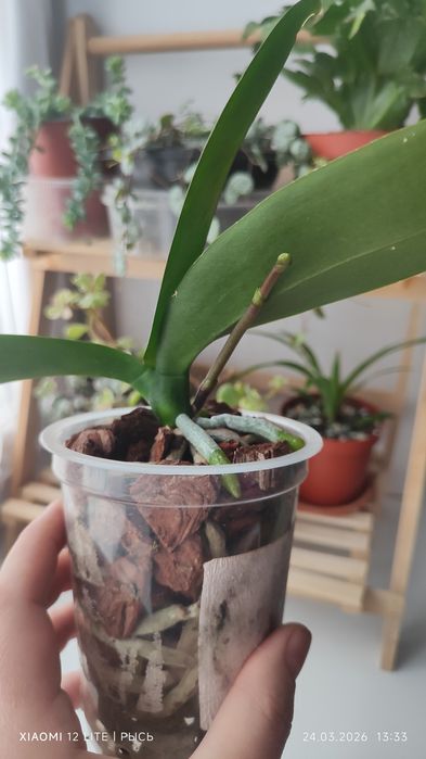 Орхидея phal. Leco Fantastic