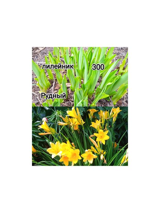 Продам цветы комнатные, садовые