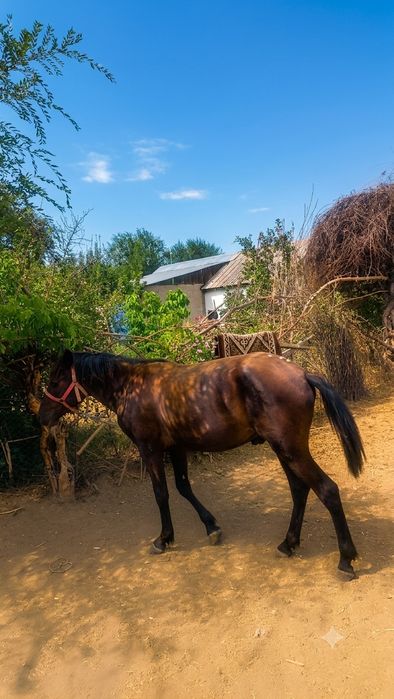 Скот,баран,лошадь