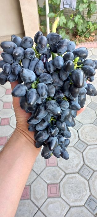 Продаю саженцы винограда элитные сорта