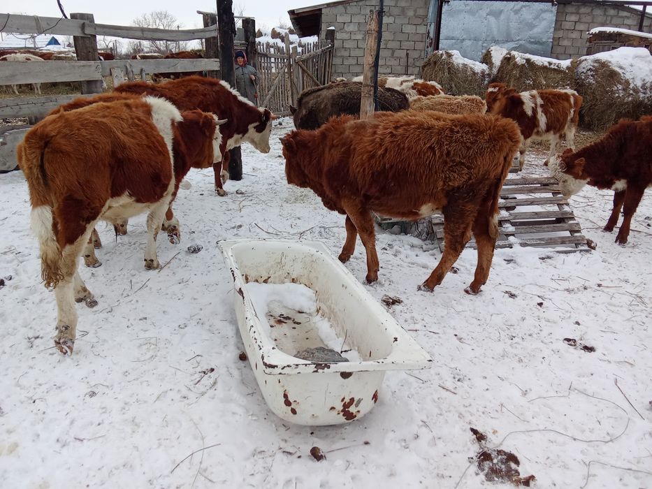 Бычки крс бұқа подсос