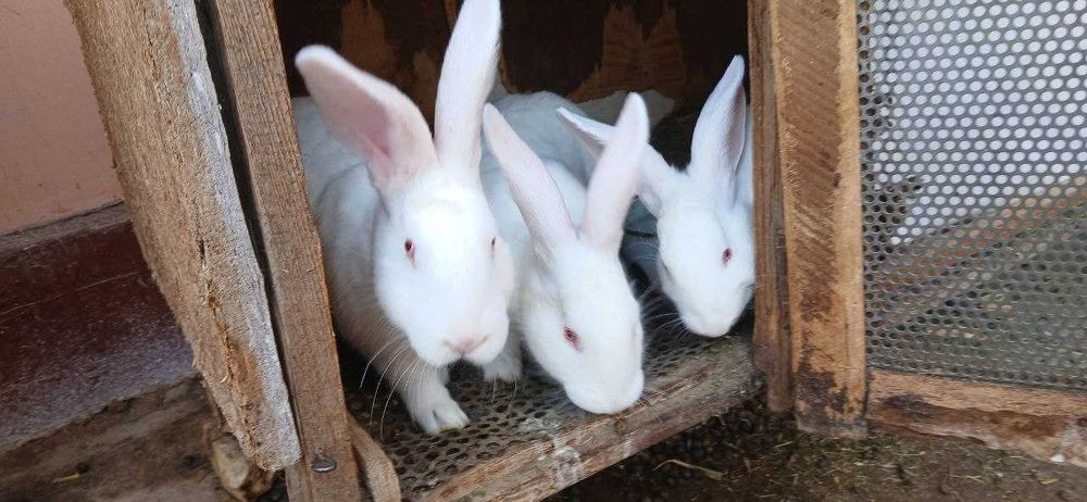 кролики + клетки