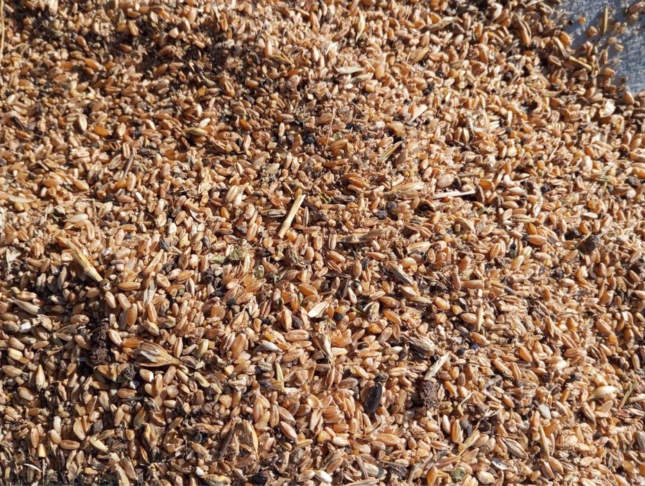 Зерно всех видов ОПТОМ