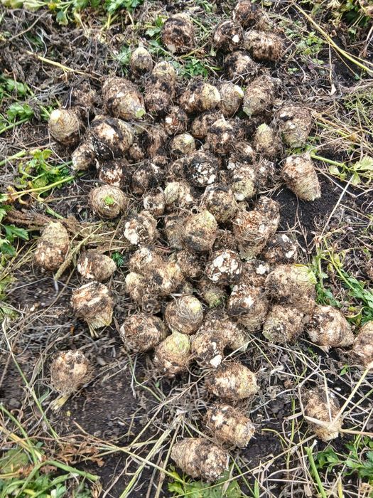 Telina nespalata 2025