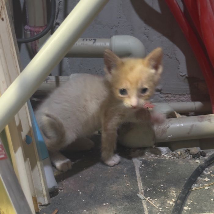 Котята канадского сфинкса