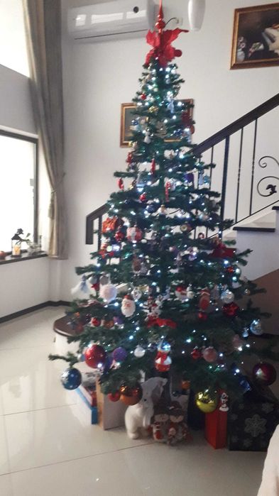 Vand Brad Craciun Artificial 250 CM