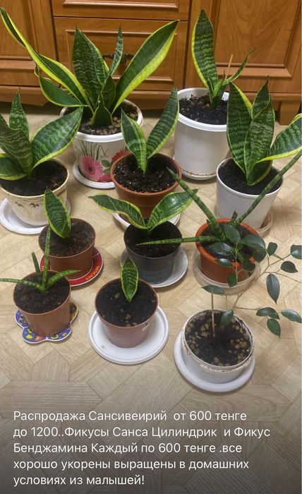 Продам цветы в горшочках