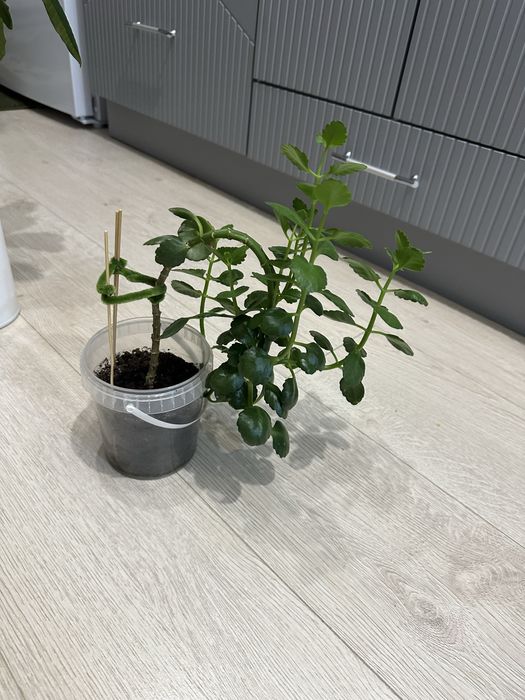 Продам комнатные цветы от 1000 тг