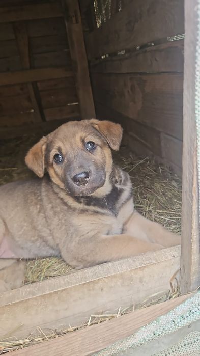 Щенок ищет дом. Будет не большим