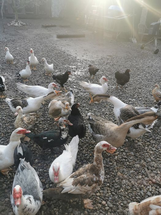 Rate românești și rățoi lesesti
