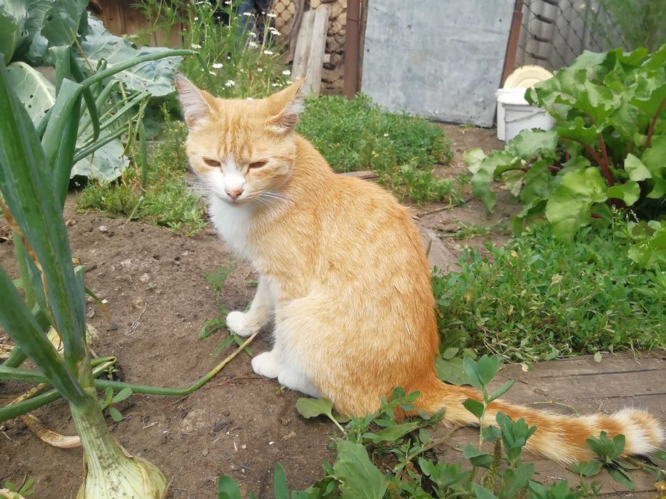 Отдам котёнка в добрые руки. Требуется лечение.