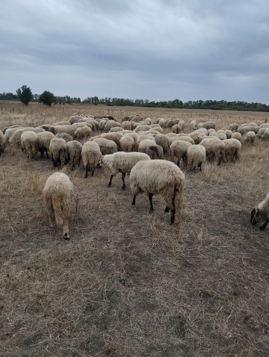 Vând oi țurcane ..….