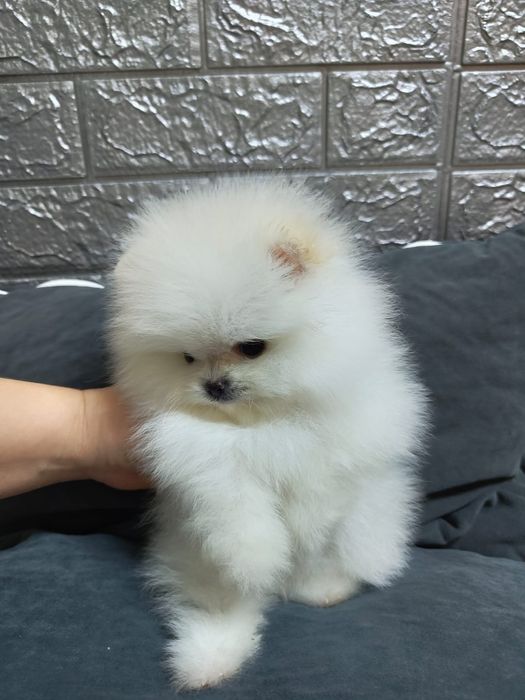 Шпиц девочка мини