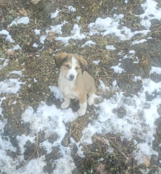 Щенок мальчик в добрые руки