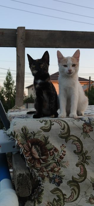 Кошечки в добрые руки