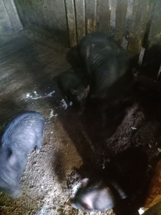 Свиньи вьетнамские