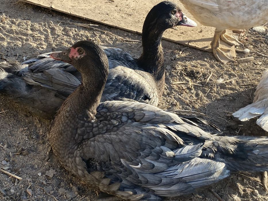 Лавандовые селезень шипуны