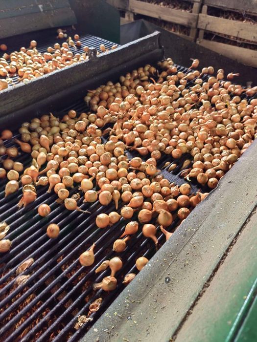 Арпаджик. Лясковски